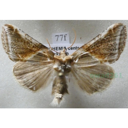 Habrosyne pyritoides (Hufnagel, 1766) Pluszówka agatka Czech77f
